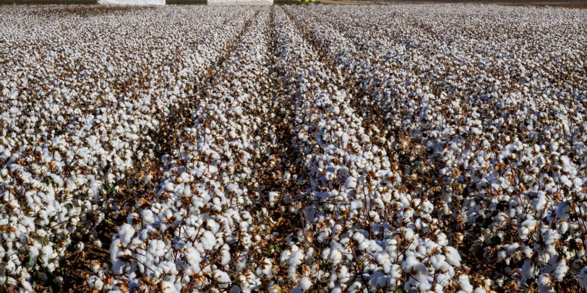 Cotton Prices Rally, But Reality is Growers Are Still Chasing Break-Even for 2026